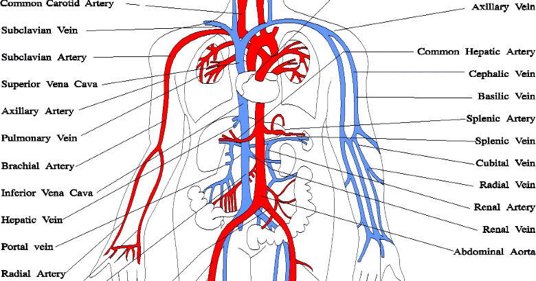 Blood Vessels