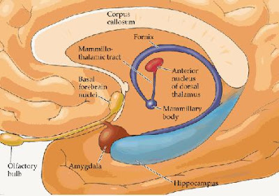 Mamillary Bodies