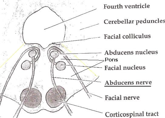 Notez On Nursing....: Cranial Nerve VI - Abducens Nerve...