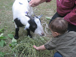 Quinn Feeding a Goat