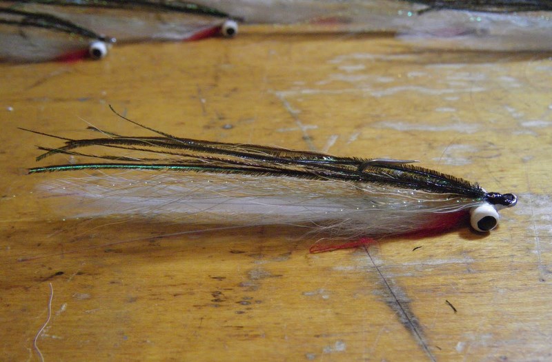 One Striper Fly For the Season Salt Water Maine Fly Fish