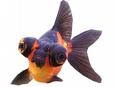 peces domesticos