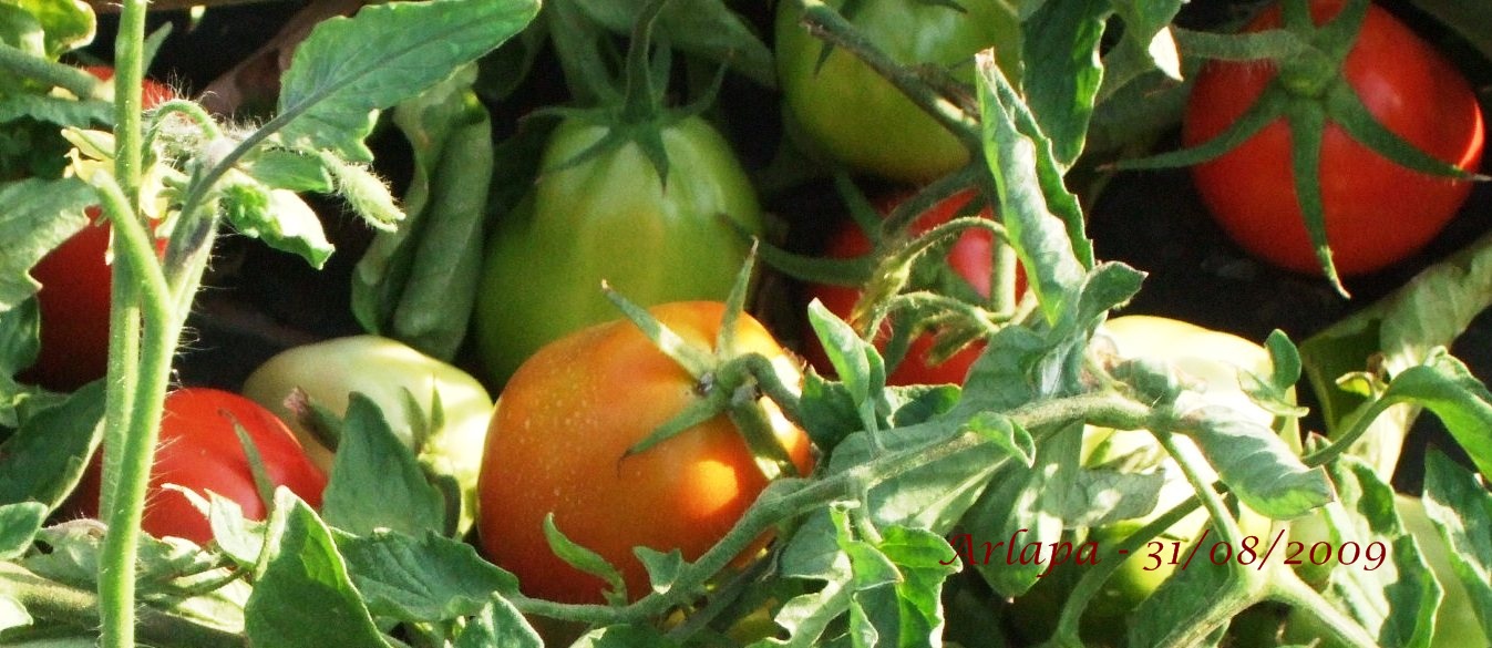 [tomate1.jpg]