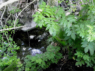 Quiet, silent water - brook