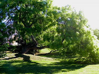 Huge Mesquite tree ...the pink building behind the tree --City Library