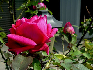 Don Juan Pink Climbing Rose