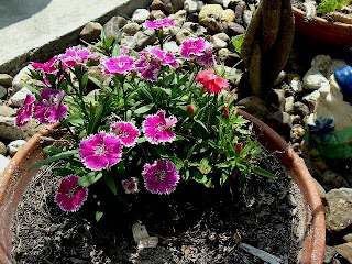 These Sweet Williams survived the winter!!
