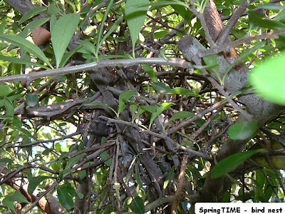 Bird's Nest