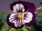 PANSY