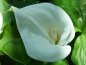 CALLA LILY