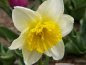 DAFFODIL