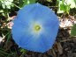 MORNING GLORY