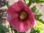 HOLLYHOCK