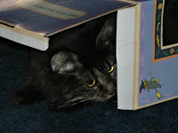 Don't even THINK of coming any nearer dear Winnie....it's mine I tellya, all mine. The box is mine, I called dibs on it!