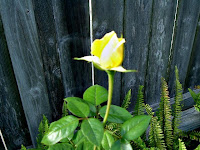 Yellow Rose Bud