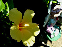 Yellow Hibiscus