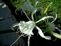 White Peruvian Lily