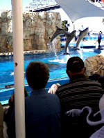 3 Dolphins