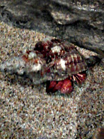 Hermit Crab
