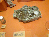 CROSS CUT OF A STALIGTITE