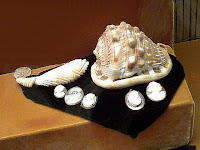 Cornelian shell - used for cameo making