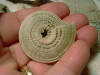 underside of Sundial -snail species
