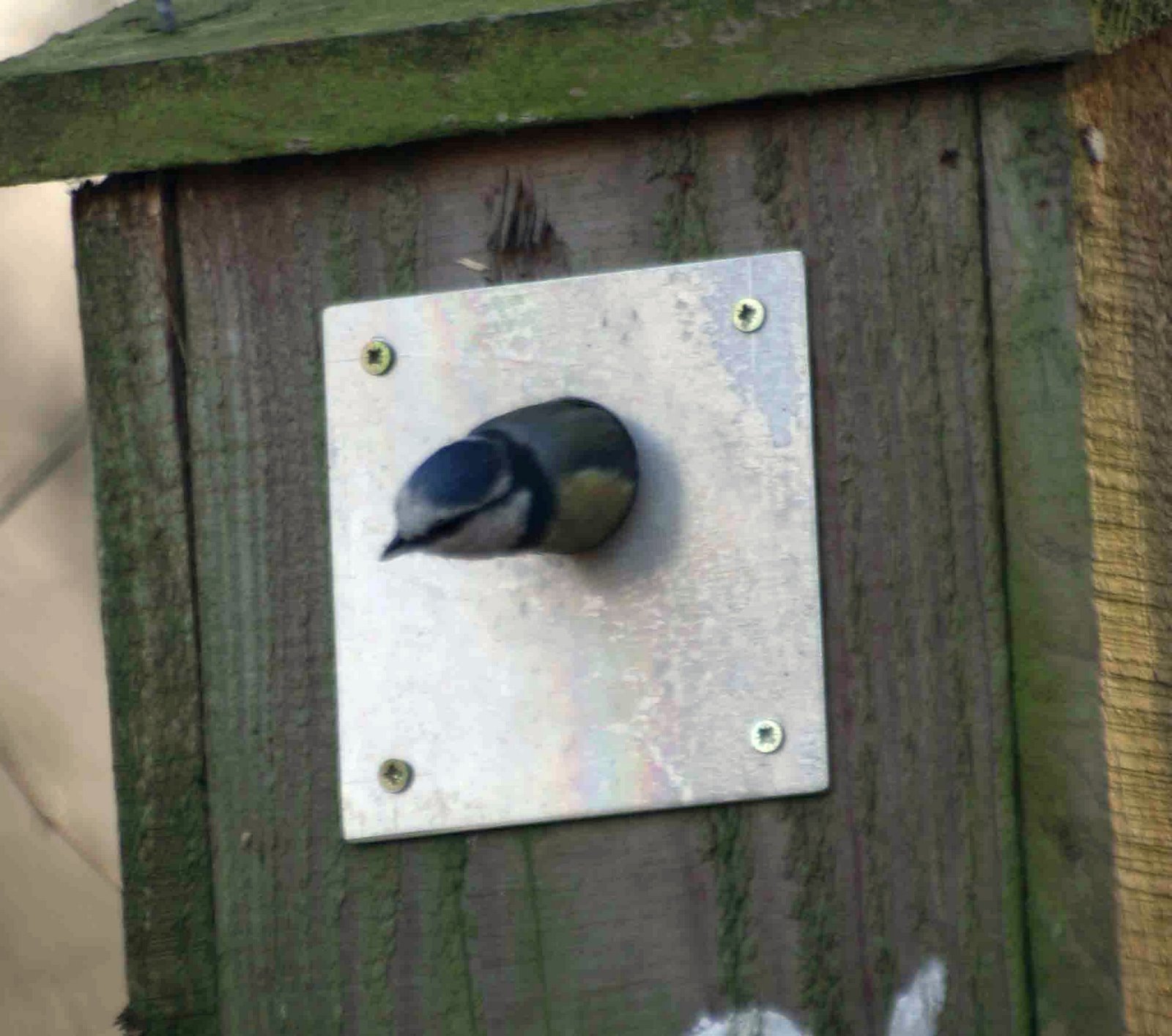 [blue+tit+nest+box+26+(2).jpg]