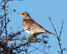 [KW+Fieldfare.jpg]