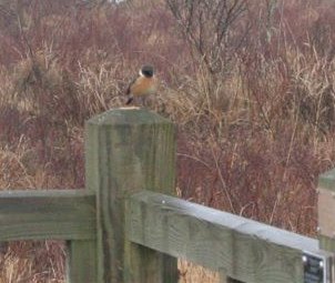 [CW+stonechat+feeding+on+mealworms+SB.jpg]