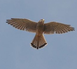 [KW+-+Hovering+Kestrel.+(2).jpg]