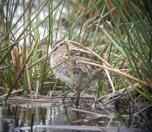 [Snipe+at+Greylake+3++copy.jpg]