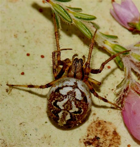 [Neoscona+Adinata+copy.jpg]