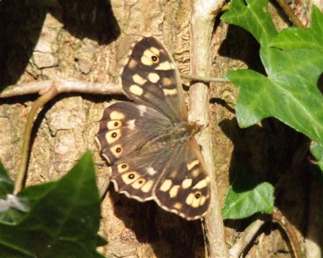 [Slop+Bog+Speckled+wood+Butterfly+.jpg]