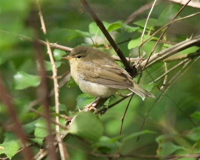 [S_B_Fledgling_Chiffchaff_.jpg]
