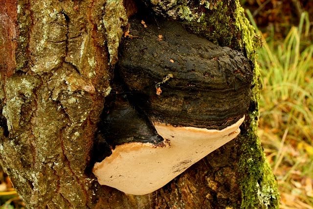 [Hoof+Fungus.+Fomes+fomentarius.+f.JPG]