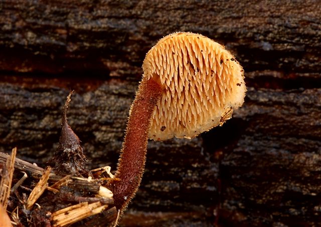 [Earpick+fungus.+Hydnum+auriscalpium.+-2-.JPG]