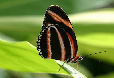 Butterfly Facts 07 Butterflies Facts, More Butterflies Facts, Butterflies Fact Pictures, Butterflies Fact Photos, Facts about Butterflies, Butterfly Facts