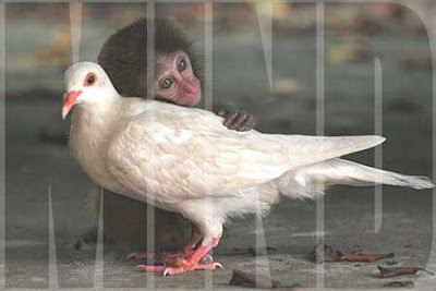 monkey-dove-mind-20080425_1.jpg
