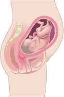 Semana 30 de embarazo Semana 30 embarazo