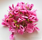 Geranium Flowers