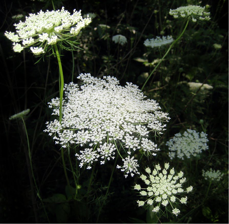 Chef Alan's Blog Heirloom Recipe for Queen Anne's Lace Jelly
