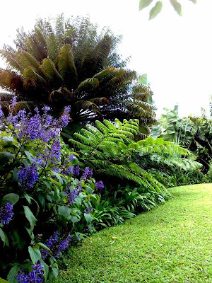a tropical style garden,