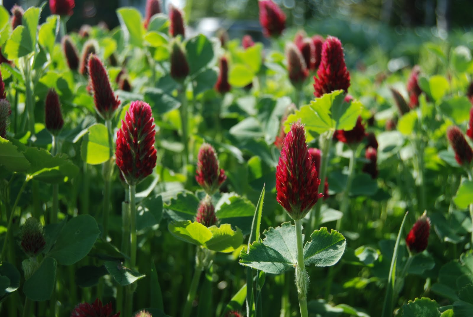 Cover Crops more information to help you choose