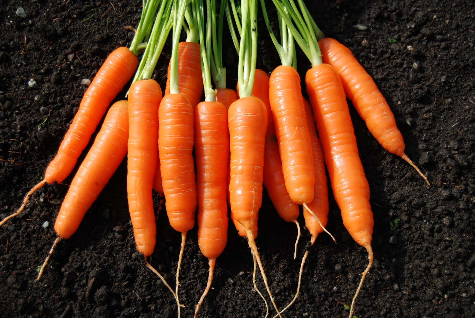 Carrot comments from Colony Creek Farm Osborne Seed Company Variety
