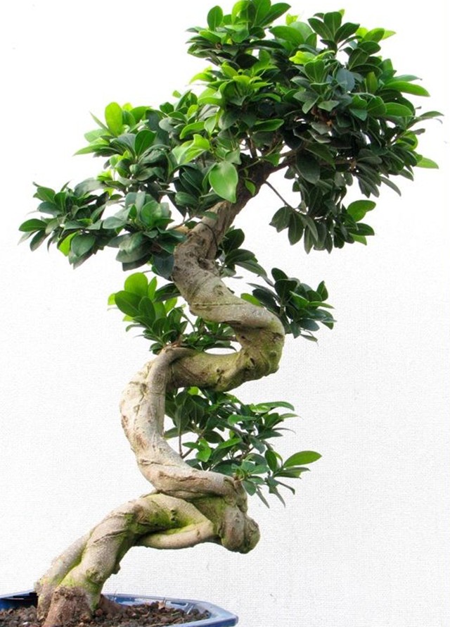 Ooit geblogd Ficus Ginseng Kamer bonsai