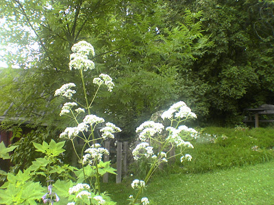 Valeriana