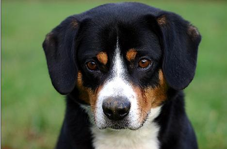 What Breed Is A Small Brown Fluffy Dog With Eyebrows What Breed Is A Small Brown Fluffy Dog With Eyebrows