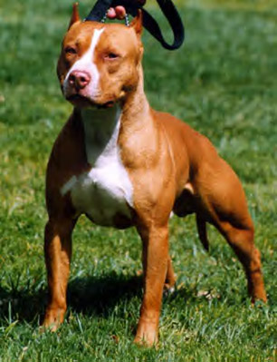 perros perros