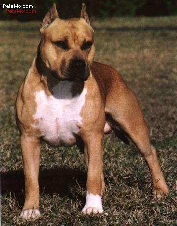amstaff.jpg