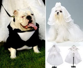 Cachorrinhos de daminha e pajem 1